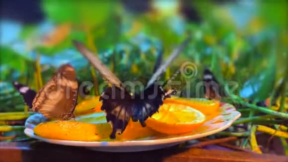 美丽的蝴蝶坐在橙色的切片上视频的预览图