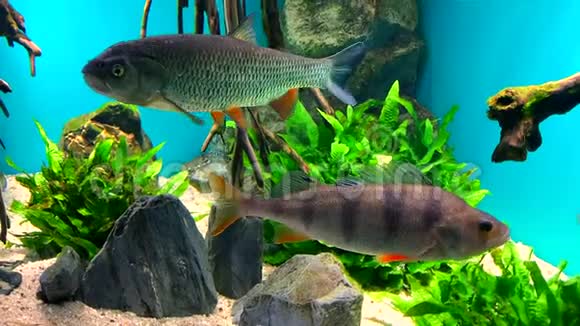美丽的鱼鲫鱼鱼和鲈鱼在清澈的水族馆游泳视频的预览图
