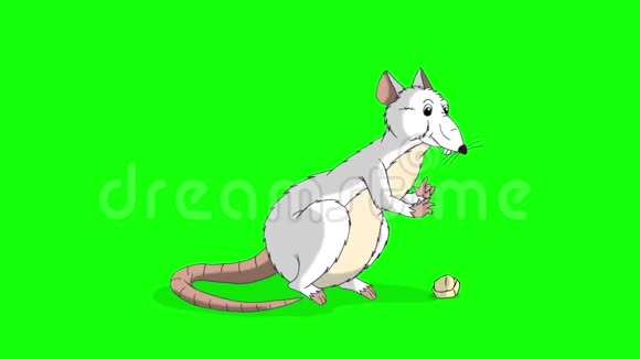 白鼠坐着吃奶酪动画Chroma键视频的预览图