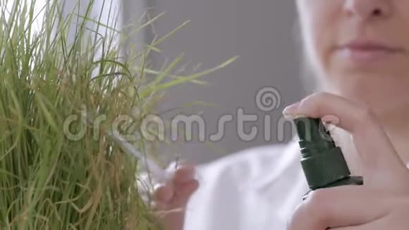 实验室里一位妇女的特写镜头举例说明了干燥黄草的芽和溅到植物上的水视频的预览图