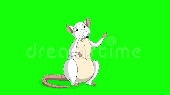 白鼠迎接并挥动它的爪子动画Chroma键视频的预览图