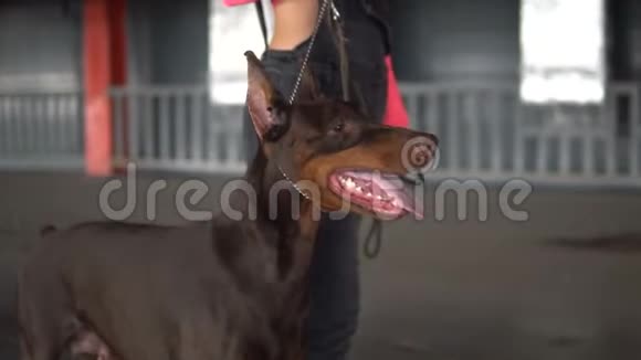 时髦的女孩用皮带拴着狗种杜宾犬视频的预览图