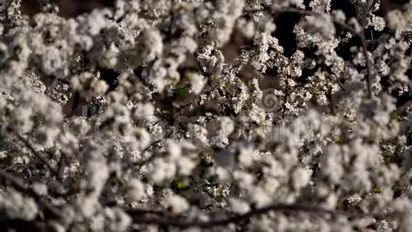 花树和昆虫的异花授粉视频的预览图