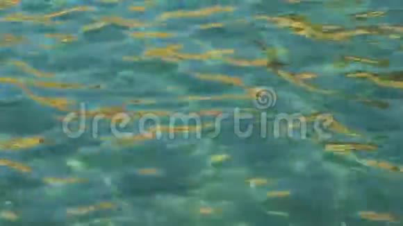 有水下海洋生物和鱼类的一套足底视频的预览图