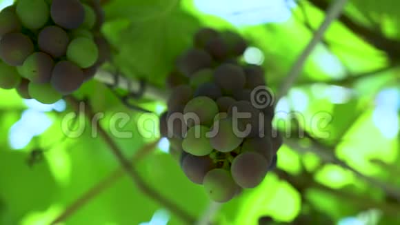田野上新鲜的一串白葡萄视频的预览图