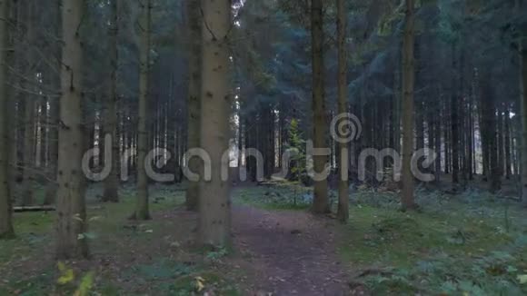 镜头沿着森林中的树叶移动视频的预览图