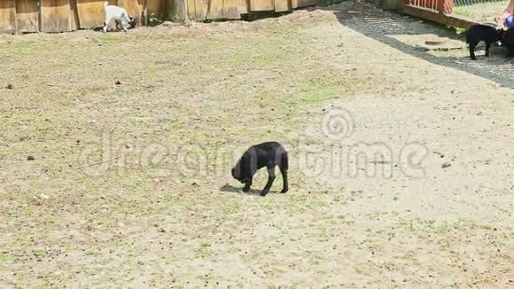 三只小山羊和一只大山羊在露天围场玩耍视频的预览图