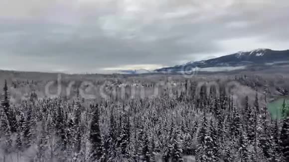 空中拍摄了一片茂密的松林有一个翡翠池塘和雪山的景色视频的预览图