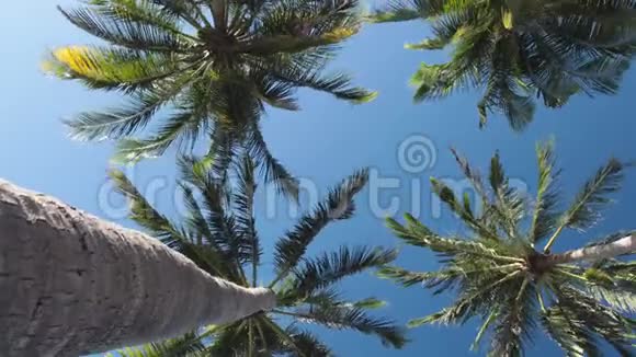 在热带棕榈树和天空上旋转视频的预览图