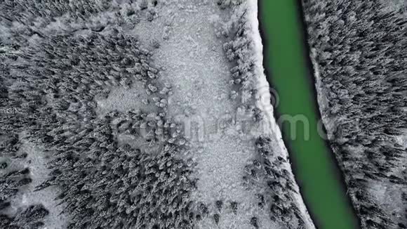头顶上的空中摄像机在翡翠河畔的一片雪松林上移动视频的预览图