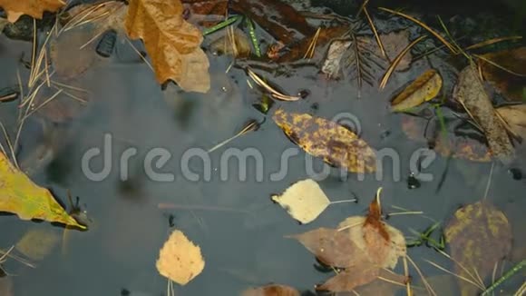 水中黄叶视频的预览图