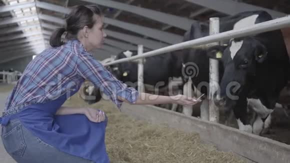 专业的年轻女农民在农场上参观谷仓喂奶牛现代农场的Calves饲养过程视频的预览图