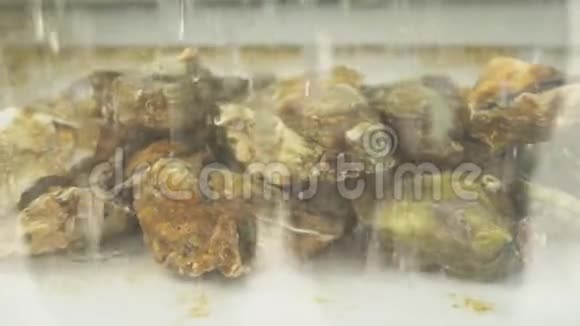 活的新鲜牡蛎视频的预览图