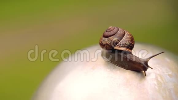 夏天蜗牛爬在石头上视频的预览图