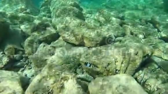 水下视频画面中一个名为SerranusScriba的彩色漫画在岩石底部的岩石之间游动然后隐藏在岩石底部之间视频的预览图