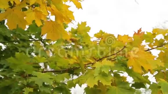 金色的枫叶迎风飘扬视频的预览图