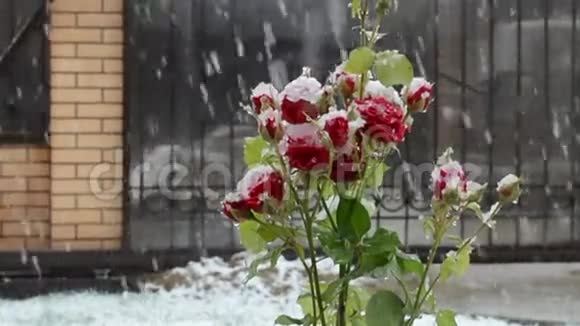雪中的玫瑰视频的预览图