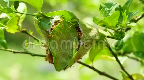 柠檬树上的红蚂蚁视频的预览图