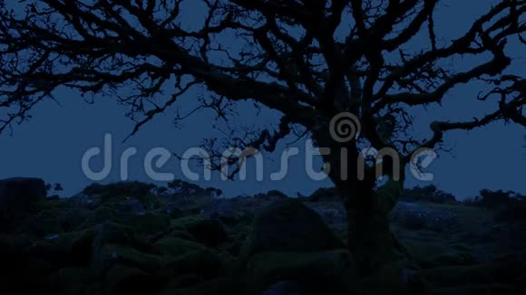 黄昏时分荒山顶上的树视频的预览图