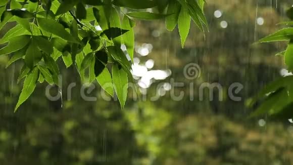 森林里的夏雨视频的预览图