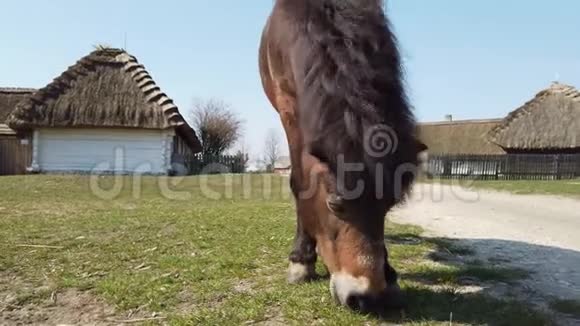 马在一个古老的欧洲凯尔特村吃草视频的预览图
