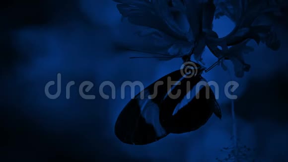 蝴蝶在花的夜晚视频的预览图