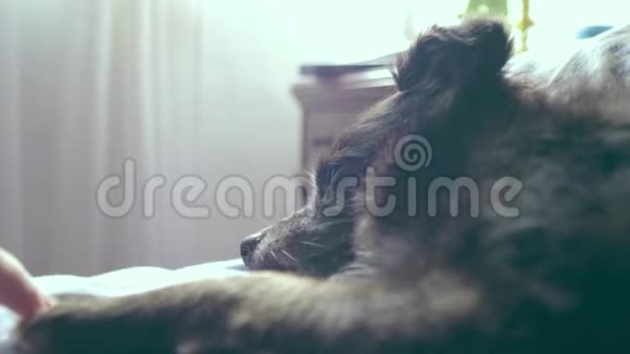 女孩手抚着她的狗爪子它快要在床上睡着了视频的预览图