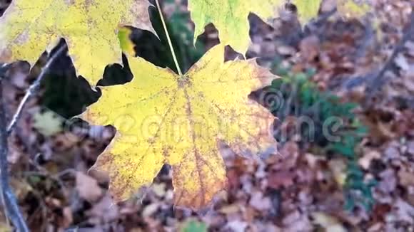 黄枫叶在一棵树上秋天的季节在森林里视频的预览图