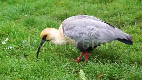 特写一只黑脸的ibis在草地上寻找食物来自南美洲的热带鸟类视频的预览图