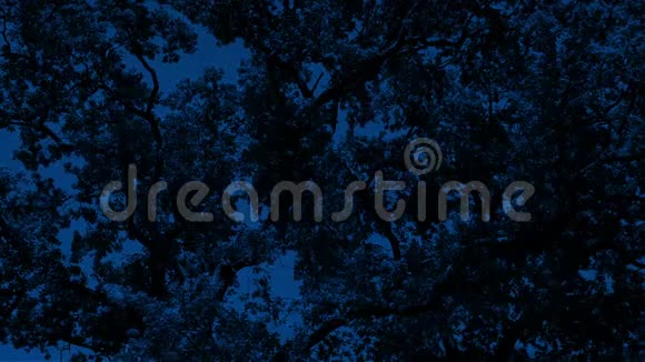 夜晚茂密的树篷视频的预览图