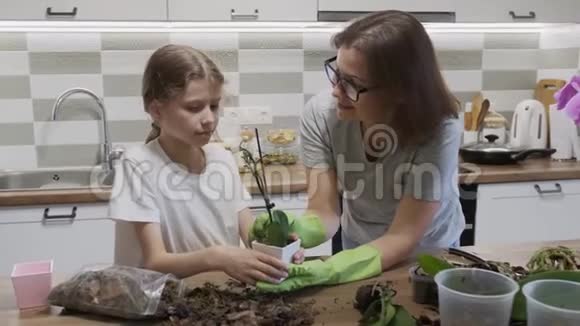 母亲带着女儿在花盆里种兰花视频的预览图