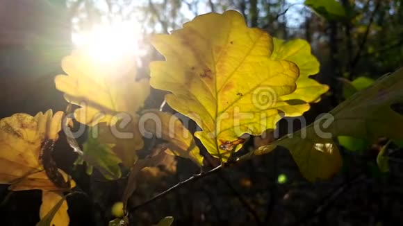秋天的橡树在阳光明媚的森林里的树枝上视频的预览图