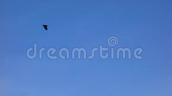 天空中孤独的鸟黑乌鸦在蓝天背景上飞翔视频的预览图