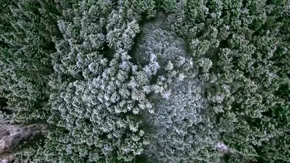 空中无人机在密集的针叶林保护区上空盘旋视频的预览图