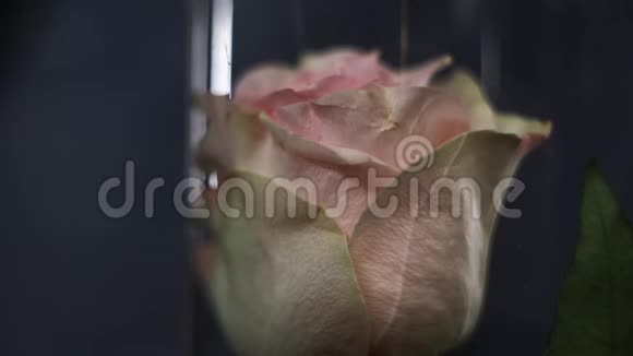 白红色的玫瑰放在玻璃瓶里蒸汽冒出一朵玫瑰在玫瑰上泼水的效果非常美丽宏观视频的预览图