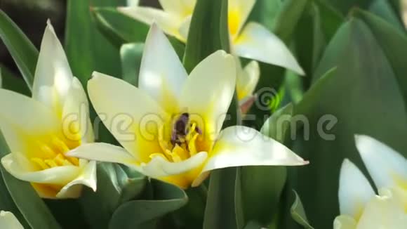 蜜蜂收集植物郁金香的花粉视频的预览图