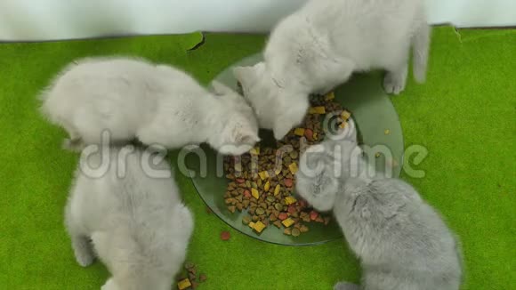 英国小猫在绿毯上吃东西视频的预览图