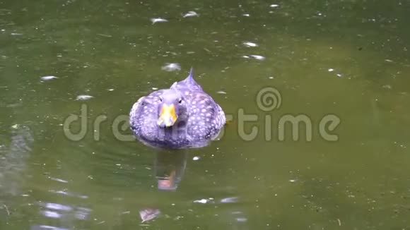 特写一只漂浮在水面上的比利时蒸笼鸭然后潜水觅食典型的水禽行为热带动物视频的预览图