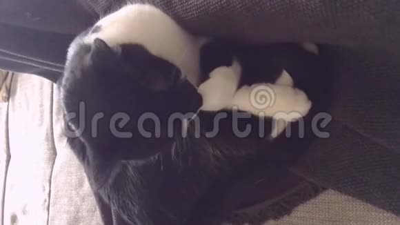 黑白猫正在沙发上擦爪子视频的预览图
