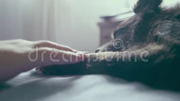 小女孩她的手抚摸着睡在床上的狗的爪子视频的预览图