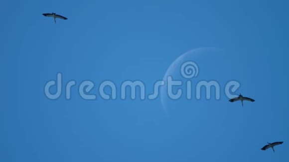 一群亚洲鸟对抗月亮的月牙视频的预览图