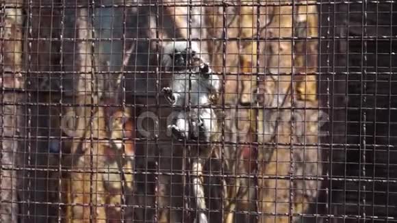 塔马林挂在笼子上视频的预览图