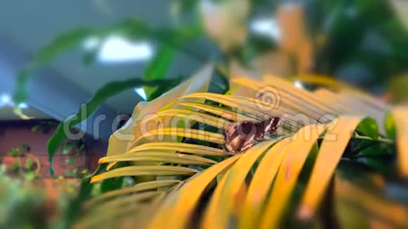 美丽的蝴蝶坐在棕榈枝上视频的预览图