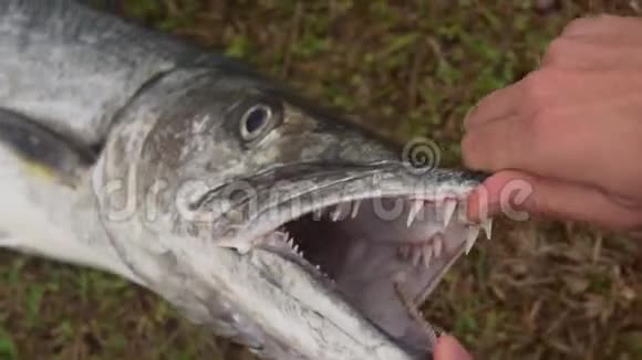 一个巨大的长牙的梭鱼视频的预览图
