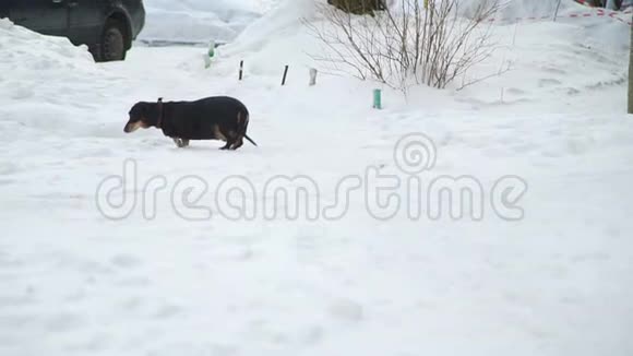 小女孩在冬天为狗跑视频的预览图