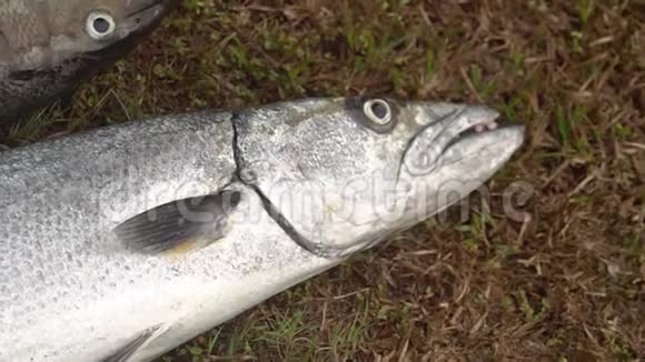 一个巨大的长牙的梭鱼视频的预览图