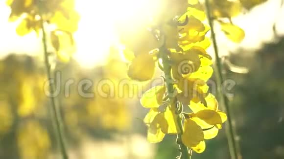 落日背景上鲜艳的黄色热带花朵风吹拂着鲜花背光中明亮的阳光镜头耀斑视频的预览图