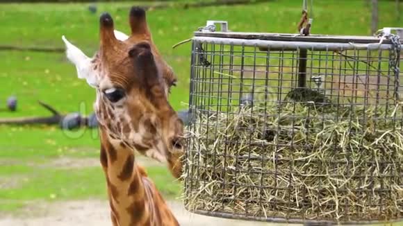 一只科尔多凡长颈鹿在非洲吃篮子里的干草这是来自苏丹的濒危动物物种视频的预览图