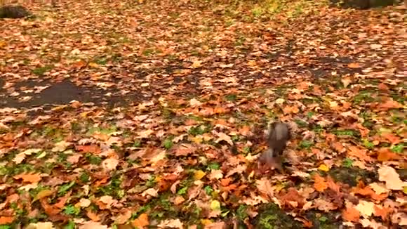 毛茸茸的松鼠在黄色落叶下寻找坚果视频的预览图