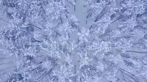 在美丽的冬日森林里在白雪覆盖的年轻松树树梢上无人驾驶的快速飞行视频的预览图